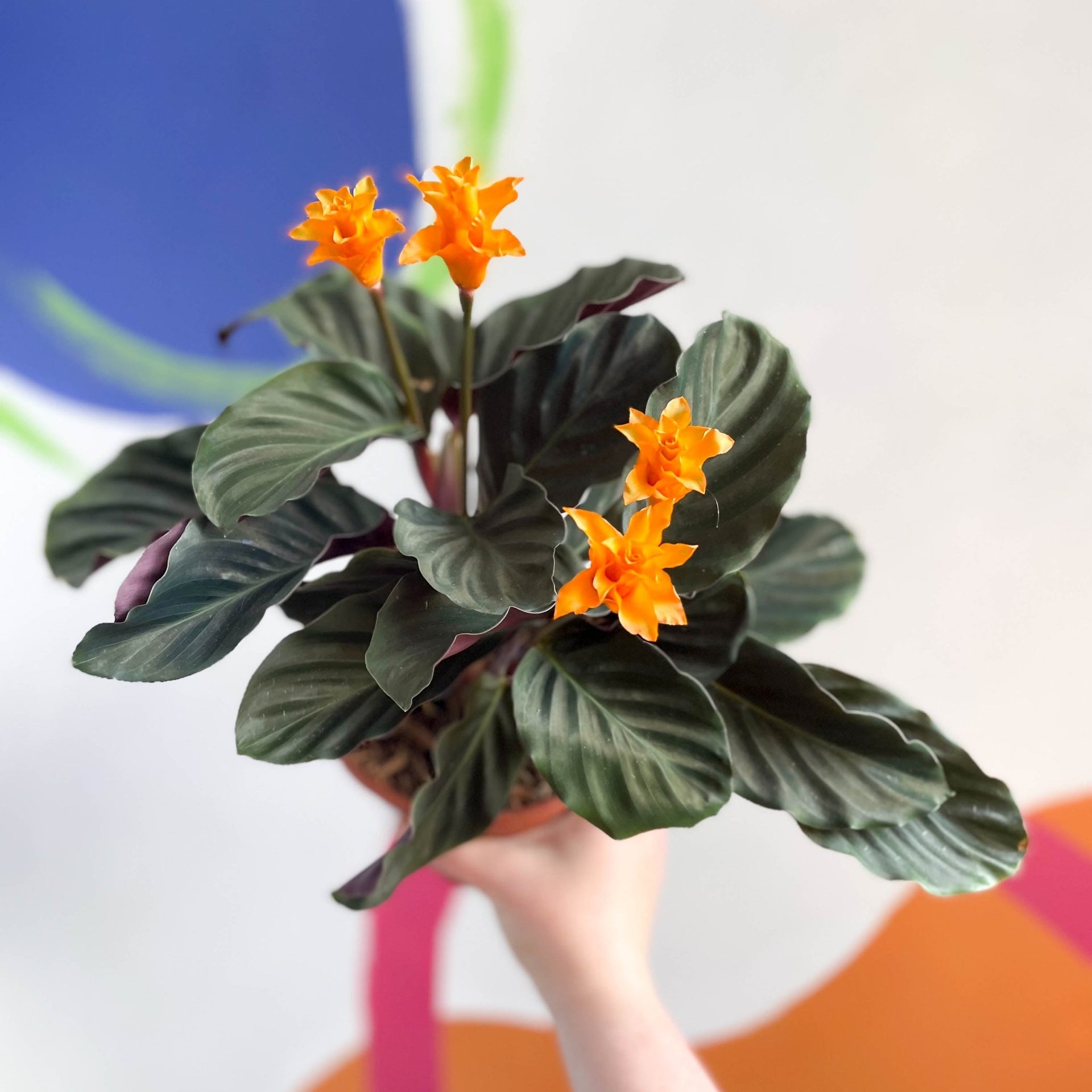 Calathea crocata