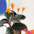 Eternal Flame Plant - Calathea crocata - Sprouts of Bristol