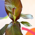 Ethiopian Banana Plant - Ensete ventricosum 'Maurelii' - Sprouts of Bristol