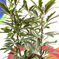 False Aralia - Dizygotheca elegantissima 'Bianca' - Sprouts of Bristol