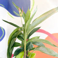 False Bird of Paradise - Heliconia psittacorum ‘Hawaii’ - Sprouts of Bristol