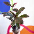 False Eranthemum - Pseuderanthemum carruthersii 'Tropicana Red' - British Grown - Sprouts of Bristol