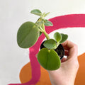 Felted Pepperface - Peperomia incana - Welsh Grown - Sprouts of Bristol