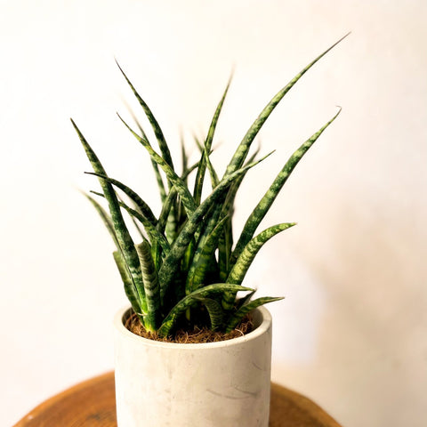sansevieria punk Sansevieria 'Fernwood Punk' – Fernwood Snake Plant – Sprouts of Bristol