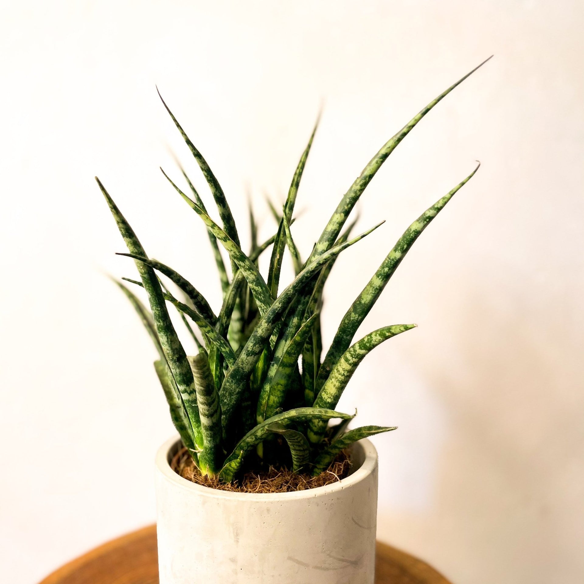 Sansevieria 'Fernwood Punk' – Fernwood Snake Plant – Sprouts of Bristol