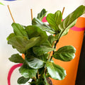 Fiddle-Leaf Fig - Ficus lyrata - British Grown - Sprouts of Bristol