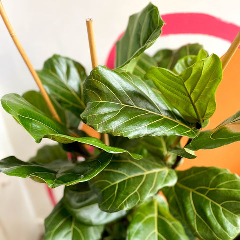 fiddle leaf fig tree uk Fiddle-Leaf Fig - Ficus lyrata