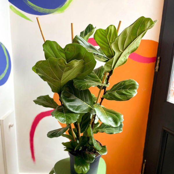 fiddle leaf fig uk Fiddle-Leaf Fig - Ficus lyrata