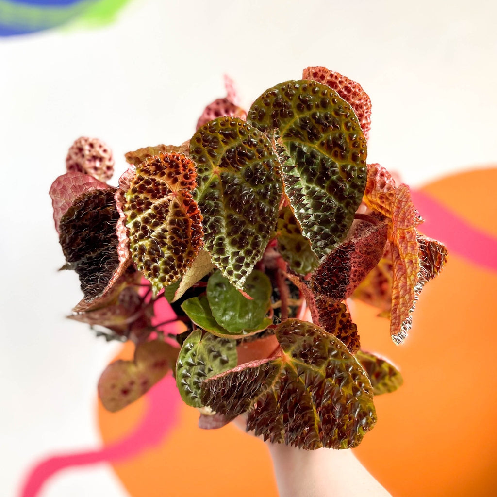 Fierce Plant - Begonia ferox - Sprouts of Bristol