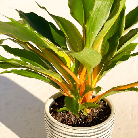chlorophytum orchidastrum common name Chlorophytum orchidastrum – Fire Flash / Orange Spider Plant – Sprouts of Bristol