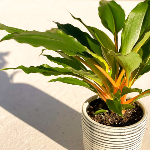 chlorophytum orange glow Chlorophytum orchidastrum – Fire Flash / Orange Spider Plant – Sprouts of Bristol
