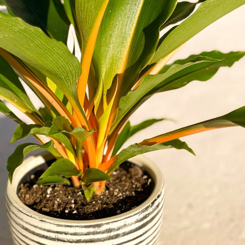 chlorophytum fire flash plant Chlorophytum orchidastrum – Fire Flash / Orange Spider Plant – Sprouts of Bristol