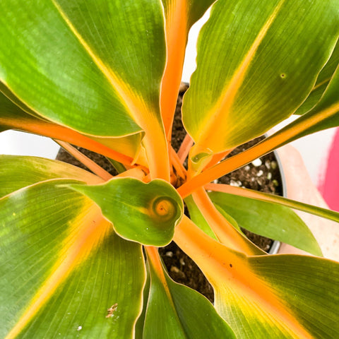 orange chlorophytum Chlorophytum orchidastrum – Fire Flash / Orange Spider Plant – Sprouts of Bristol