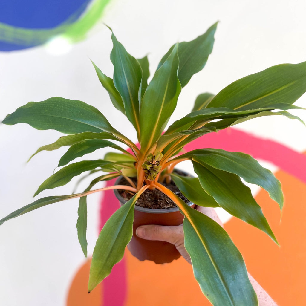 Fire Flash / Orange Spider Plant - Chlorophytum orchidastrum - Sprouts of Bristol