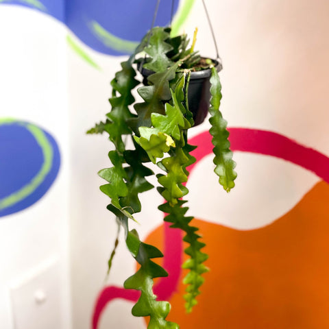 Fishbone Cactus - Epiphyllum anguliger - Sprouts of Bristol