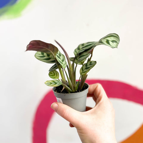 prayer plant fishbone Maranta leuconeura 'Amabilis'