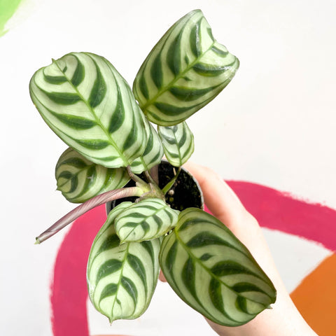 fishbone prayer plant flower Planta de oración de espina de pescado