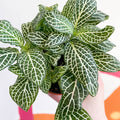Fittonia argyroneura ‘Marble Green’ - Sprouts of Bristol