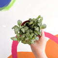 Fittonia argyroneura ‘Mosaic’ - Sprouts of Bristol