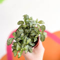 Fittonia argyroneura ‘Mosaic’ - Sprouts of Bristol