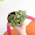Fittonia argyroneura ‘Mosaic Whisper’ - Sprouts of Bristol