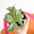Fittonia argyroneura ‘Mosaic Whisper’ - Sprouts of Bristol