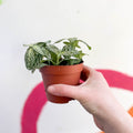 Fittonia argyroneura ‘Springtime’ - Sprouts of Bristol