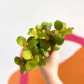 Fittonia verschaffeltii 'Bubble Green' - Sprouts of Bristol