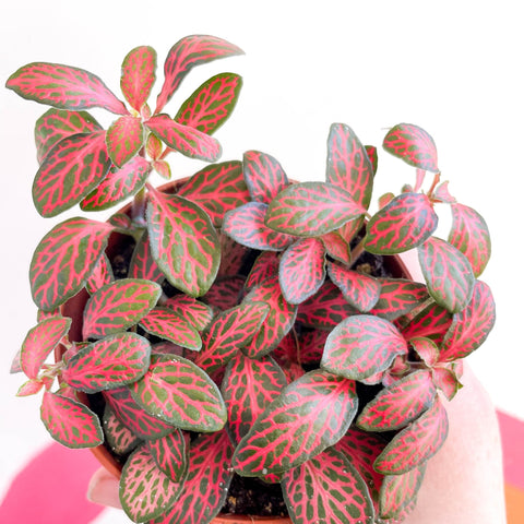 Fittonia verschaffeltii 'Mini Red Vein' - Sprouts of Bristol