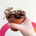 Fittonia verschaffeltii 'Mini Red Vein' - Sprouts of Bristol