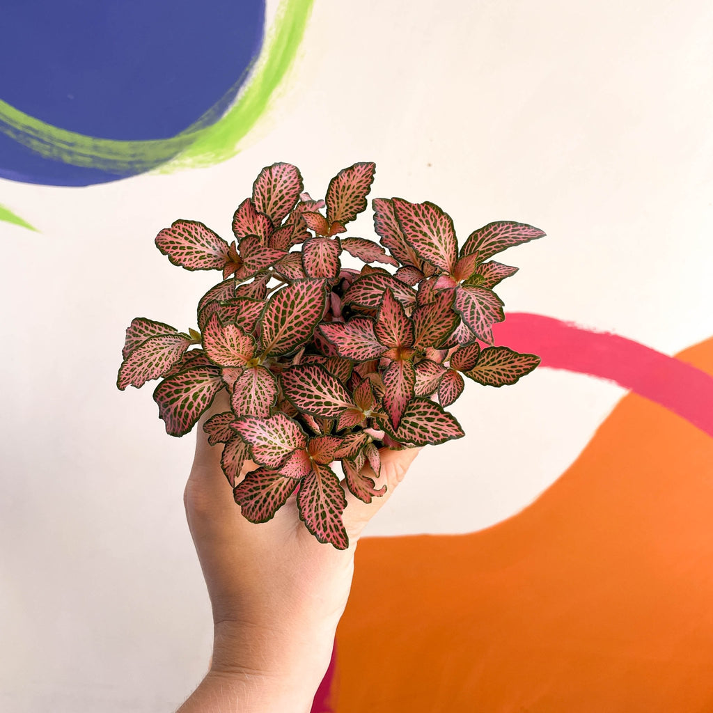 Fittonia verschaffeltii 'Pink Anne' - Sprouts of Bristol