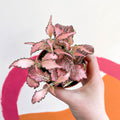 Fittonia verschaffeltii 'Pink Star' - Sprouts of Bristol