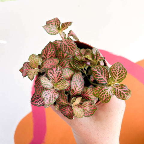 hanging fittonia plant Fittonia verschaffeltii 'Red Angel' – Sprouts of Bristol