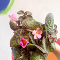 Flame Violet - Episcia - Sprouts of Bristol