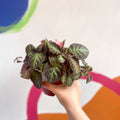 Flame Violet - Episcia - Sprouts of Bristol