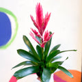 Flaming Sword Bromeliad - Vriesea 'Intenso Pink' - Sprouts of Bristol
