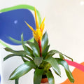 Flaming Sword Bromeliad - Vriesea 'Intenso Yellow' - Sprouts of Bristol