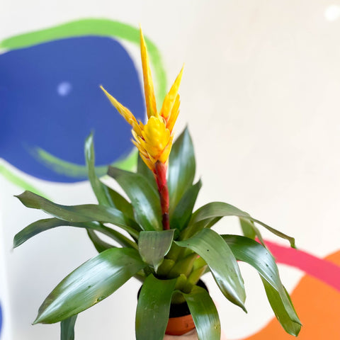 Flaming Sword Bromeliad - Vriesea 'Intenso Yellow' - Sprouts of Bristol