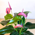 Flamingo Flower - Anthurium - Sprouts of Bristol