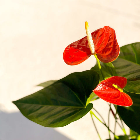 anthurium prince of orange Flamingo Flower