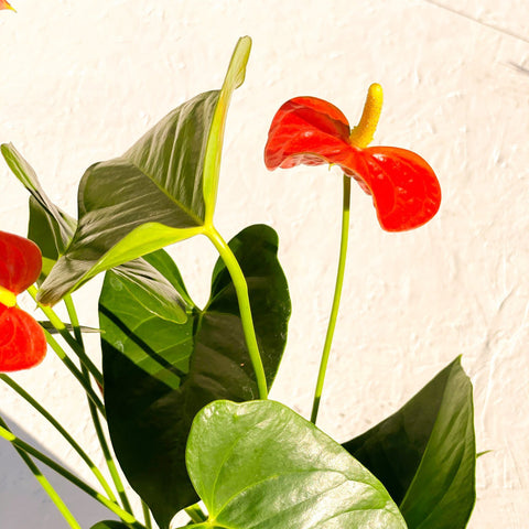 anthurium prince of orange Flamingo Flower