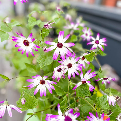 cinerarias and anthuriums Florist's Cineraria