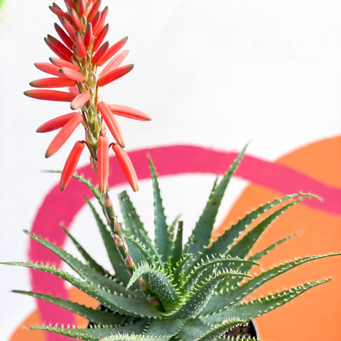 Flowering Candelabra Aloe - Aloe arborescens - Sprouts of Bristol