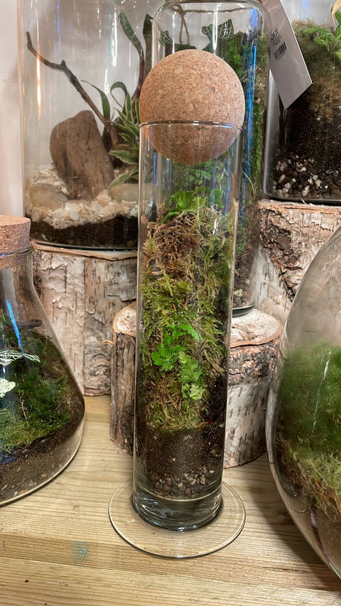 Footed Test Tube - Bioactive Terrarium - Sprouts of Bristol
