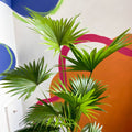 Footstool Palm - Livistona rotundifolia - Sprouts of Bristol