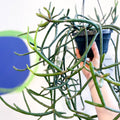 Forest Cactus - Lepismium pulvinigerum - Sprouts of Bristol