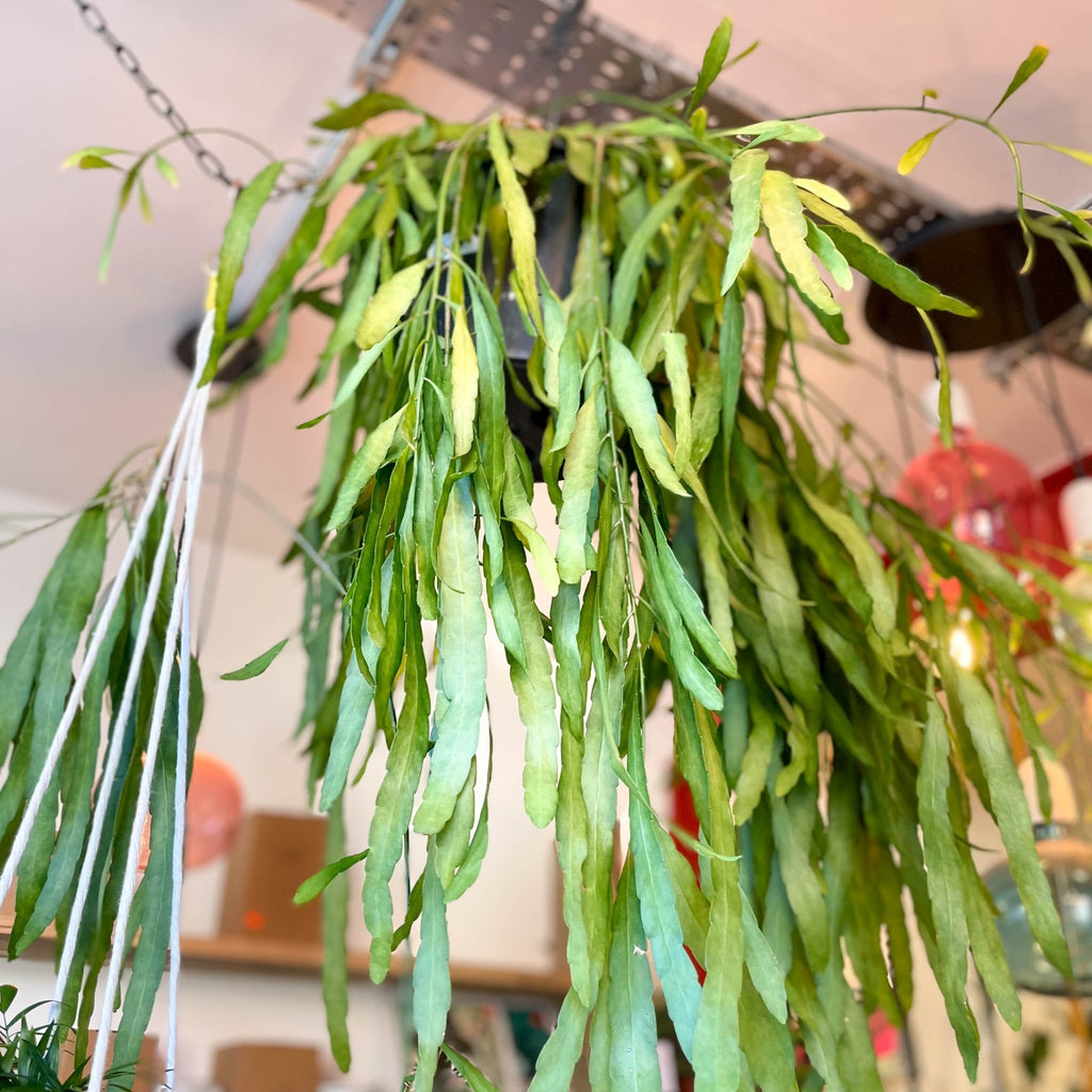 Forest Cactus - Rhipsalis - Sprouts of Bristol
