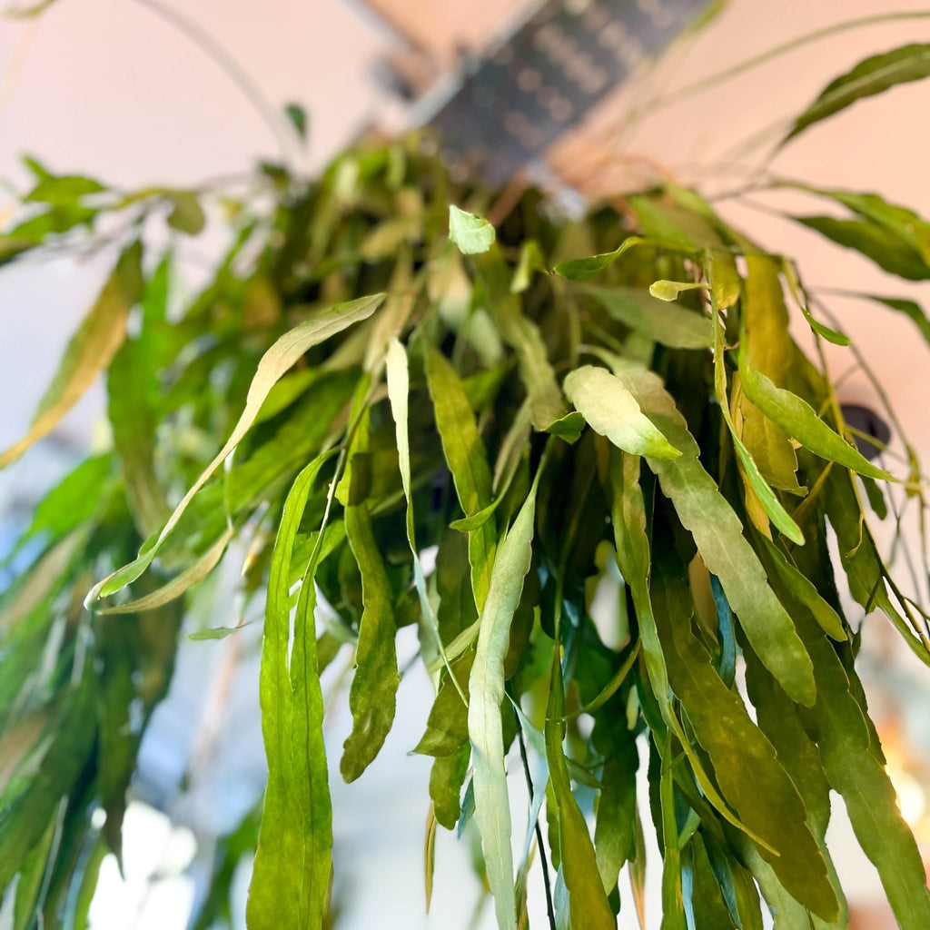 Forest Cactus - Rhipsalis - Sprouts of Bristol