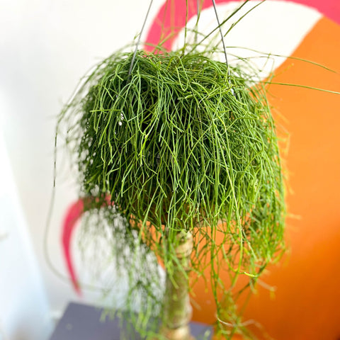 Forest Cactus - Rhipsalis baccifera 'Oasis' - Sprouts of Bristol