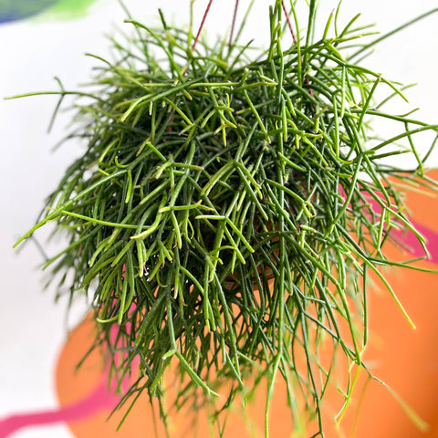 Forest Cactus - Rhipsalis baccifera subs. shaferi - Sprouts of Bristol